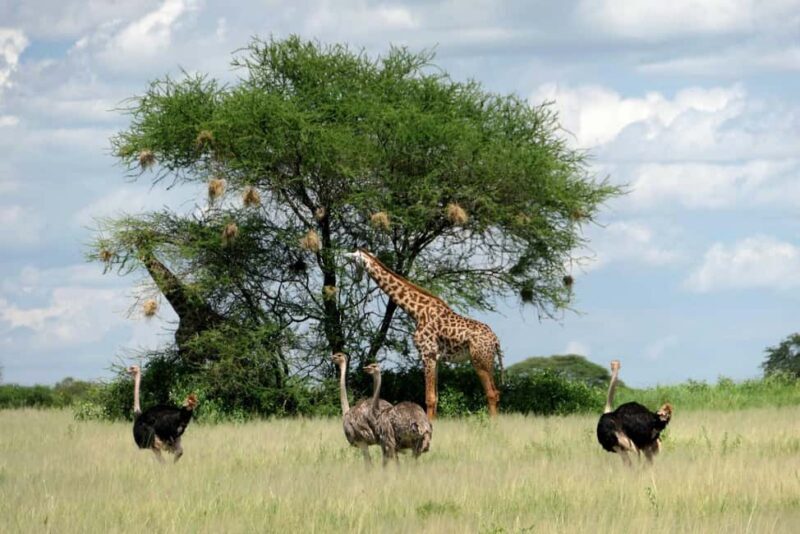 5-Day Adventure Kilimanjaro Trekking via Marangu Route - The Itinerary: What to Expect Every Step of the Way