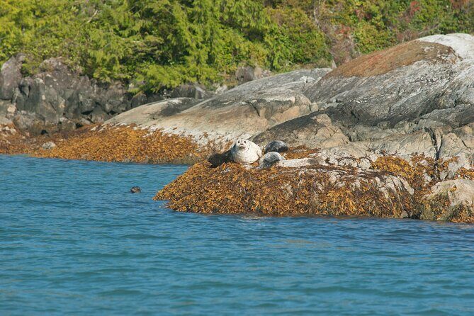 5-Day Adventure Tour in Vancouver Island Exploration - Final Thoughts: Is It Worth It?