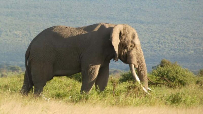 5-Day Amboseli, Lake Naivasha and Masai Mara Luxury Tour - Introduction: A Taste of Kenya’s Best