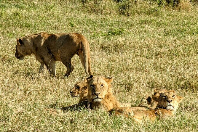 5 day Amboseli, Tsavo east and west expedition - Key Points