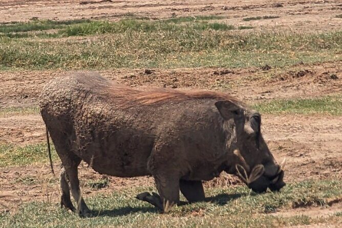 5 day Amboseli, Tsavo east and west expedition - A Practical Look at the Itinerary