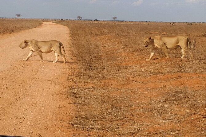 5 day Amboseli, Tsavo east and west expedition - Final Thoughts