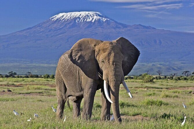 5 Day Amboseli & Tsavo West Safari - Key Points