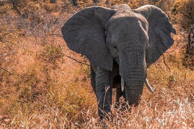 5 Day Amboseli & Tsavo West Safari - Practical Aspects and Value