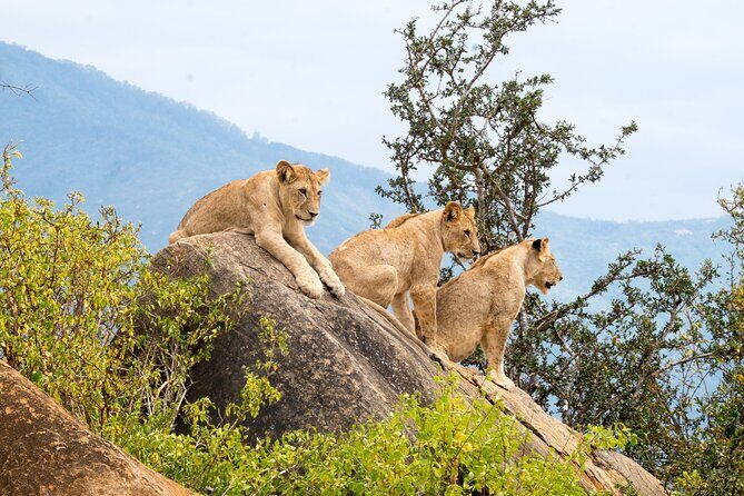 5 Day Amboseli & Tsavo West Safari - Who Should Consider This Safari?