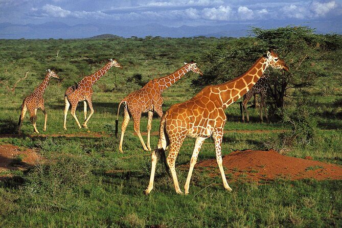 5 Day Amboseli & Tsavo West Safari - The Sum Up: Is This Safari Worth It?