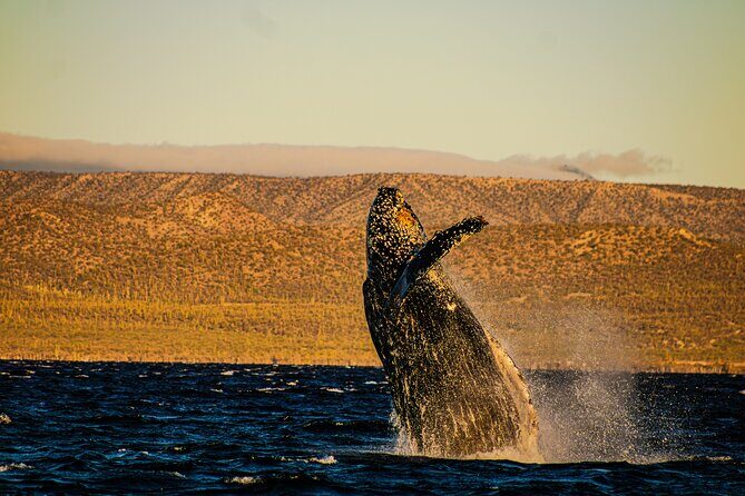 5-Day Baja Whale Safari: 2 Whale Species & Snorkeling Experiences - Introduction: Is the Baja Whale Safari Worth It?