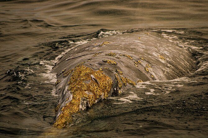 5-Day Baja Whale Safari: 2 Whale Species & Snorkeling Experiences - Key Points