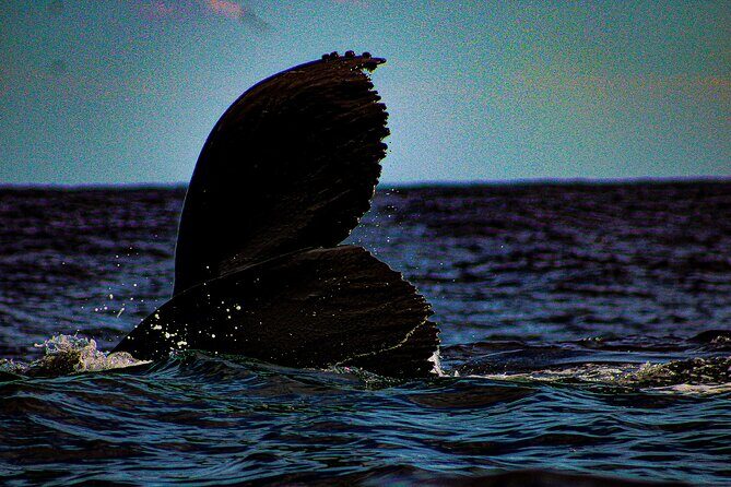 5-Day Baja Whale Safari: 2 Whale Species & Snorkeling Experiences - What Sets This Tour Apart?