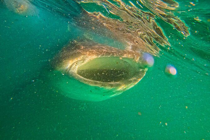 5-Day Baja Whale Safari: 2 Whale Species & Snorkeling Experiences - Price and Value: Is It Worth It?