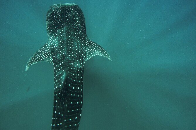 5-Day Baja Whale Safari: 2 Whale Species & Snorkeling Experiences - Practical Tips for Travelers