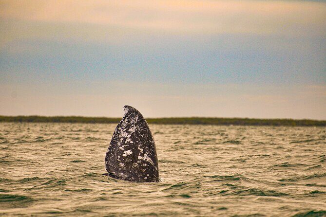 5-Day Baja Whale Safari: 2 Whale Species & Snorkeling Experiences - Final Thoughts: Who Will Love This Tour?