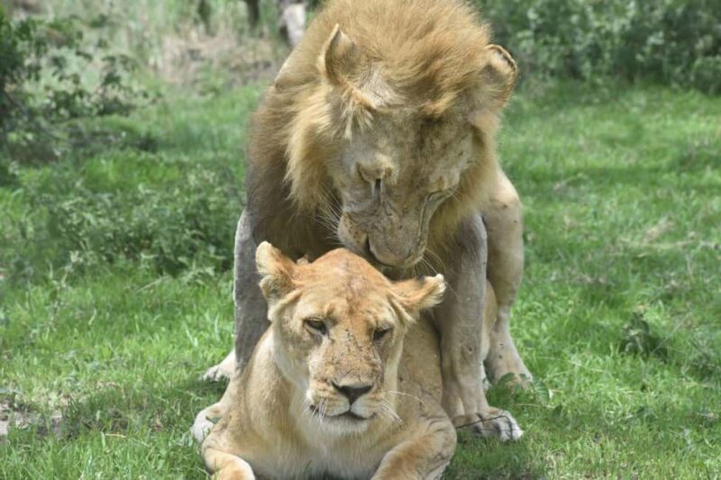 5-Day Best of Tanzania Mid-Range Safari Comfort - Key Points