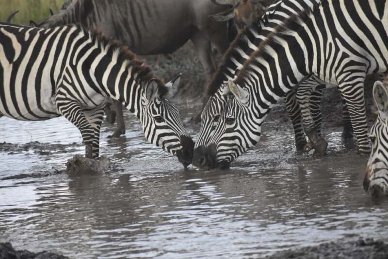 5-Day Best of Tanzania Mid-Range Safari Comfort - A Detailed Look at the 5-Day Itinerary