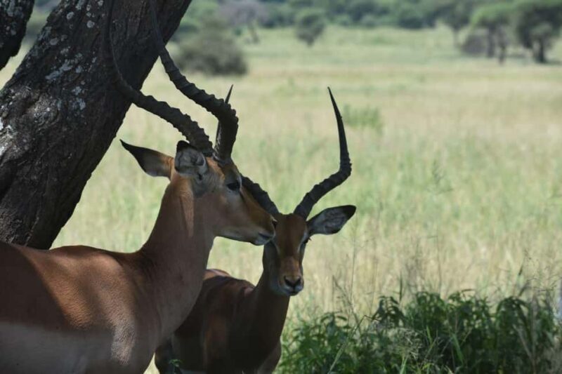 5-Day Best of Tanzania Mid-Range Safari Comfort - Practical Details and Tips