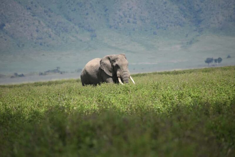 5-Day Best of Tanzania Mid-Range Safari Comfort - The Sum Up