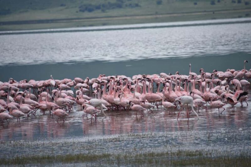 5-Day Best of Tanzania Mid-Range Safari Comfort - FAQ