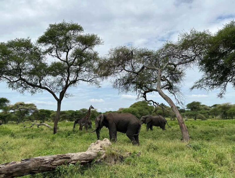 5 Day Best of Tanzania wildlife Safari - Key Points