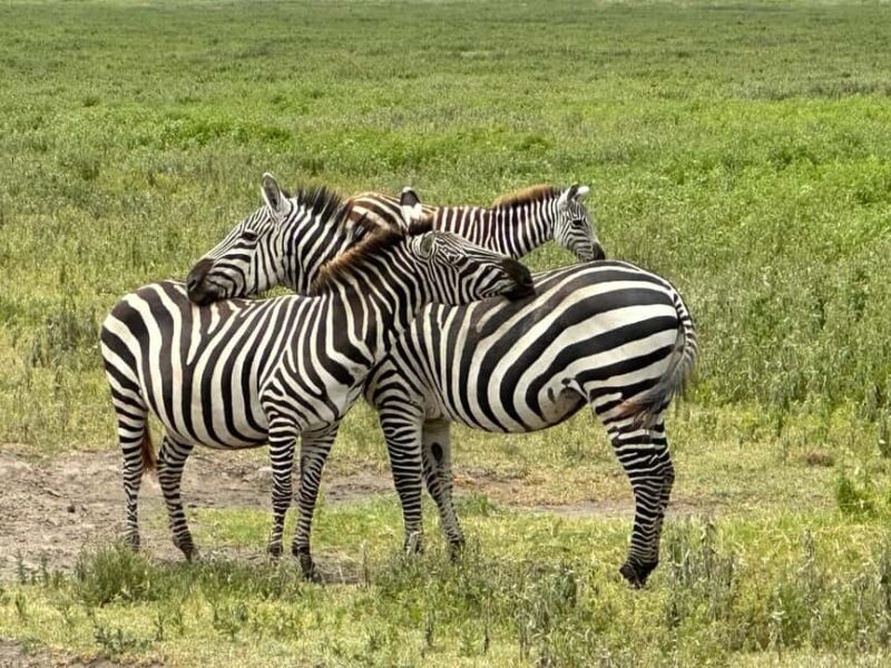 5 Day Best of Tanzania wildlife Safari - A Practical Look at the Itinerary