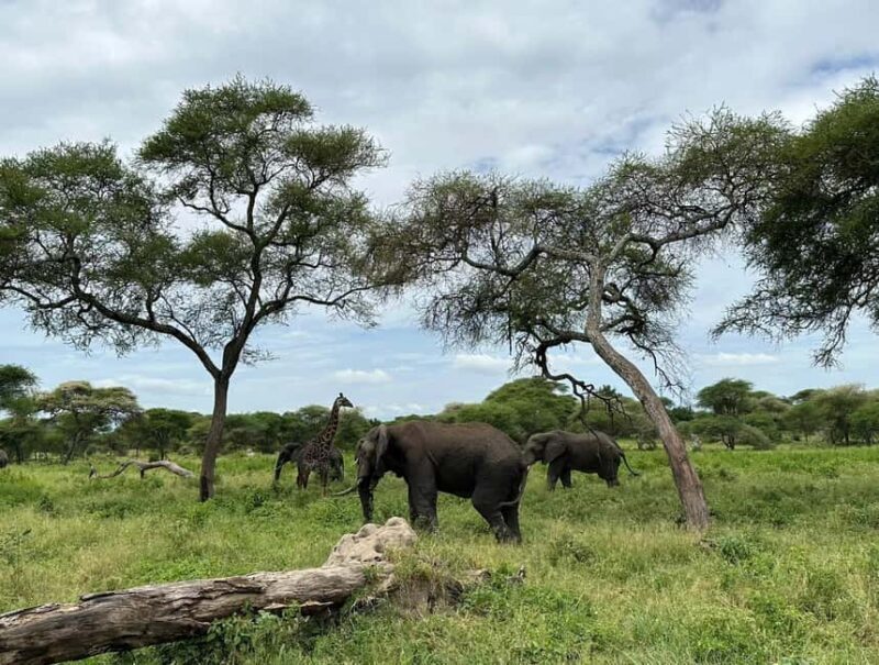 5 Day Best of Tanzania wildlife Safari - Pricing and Value