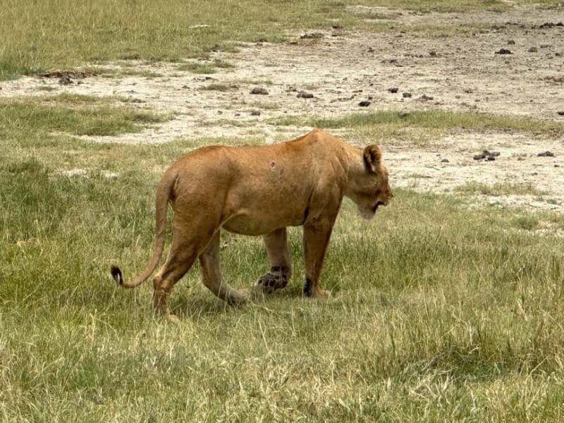 5 Day Best of Tanzania wildlife Safari - FAQs
