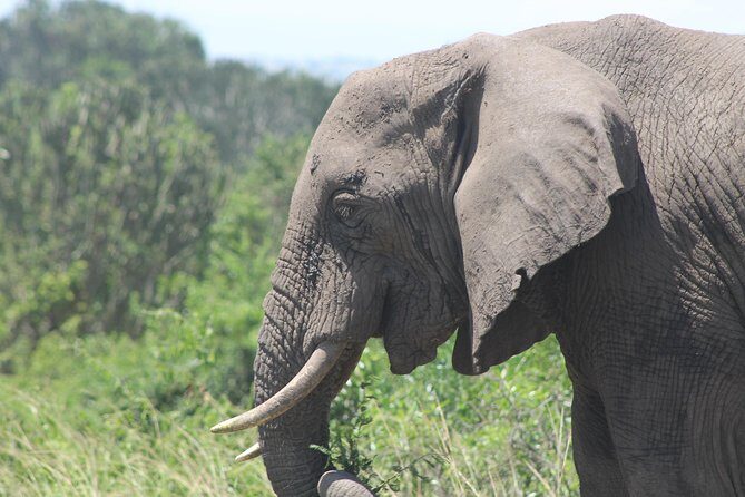 5-Day Big 5 Kidepo valley National Park Safari - Exploring the 5-Day Big 5 Kidepo Valley National Park Safari: An In-Depth Review