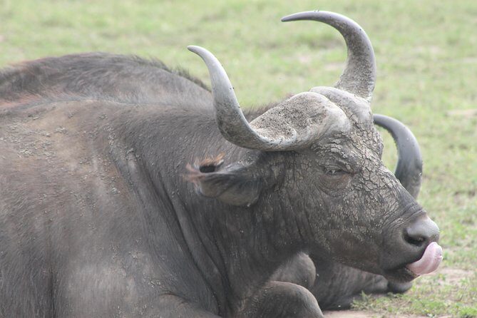 5-Day Big 5 Kidepo valley National Park Safari - Key Points