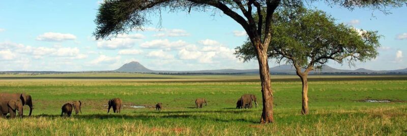 5-Day Budget Safari, During the Ndutu Calving Season - Introduction: What Makes This Safari Stand Out?