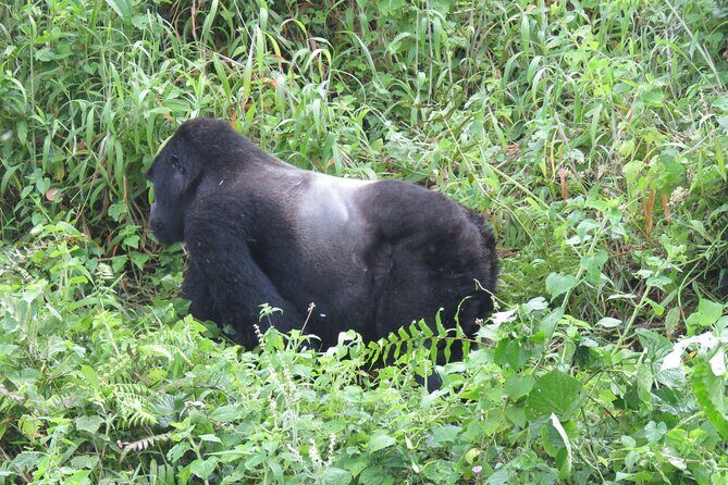 5-Day Bwindi Gorilla and Chimpanzee Trekking Safari in Uganda - A Deep Dive into the 5-Day Uganda Primate Safari
