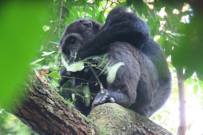 5-Day Bwindi Gorilla and Chimpanzee Trekking Safari in Uganda - FAQs