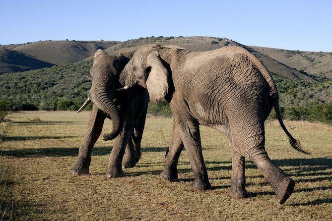 5 Day Cape to Addo Safari - Garden Route Small Group Tour - An In-Depth Look at the Itinerary