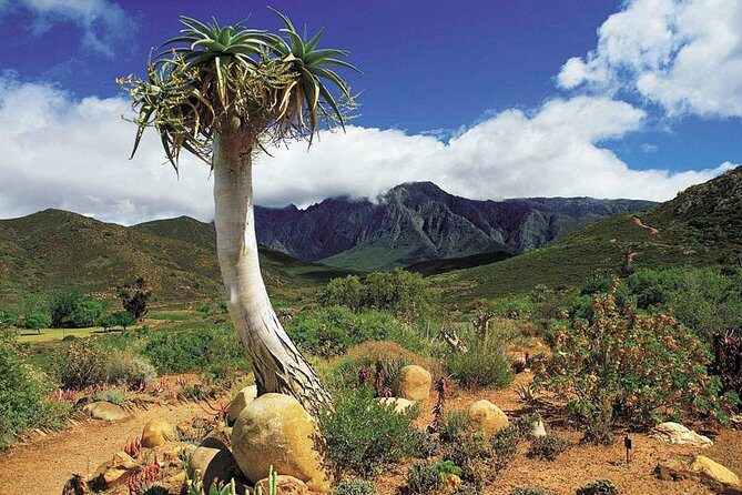 5 Day Cape to Addo Safari - Garden Route Small Group Tour - Who Should Consider This Tour?