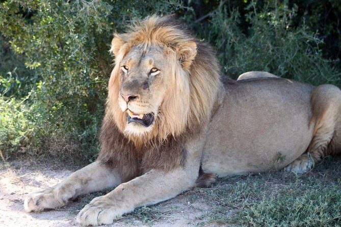 5 Day Cape to Addo Safari - Garden Route Small Group Tour - FAQ