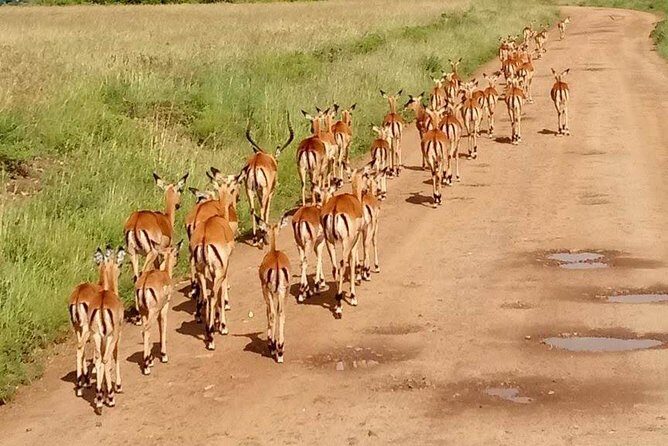 5-Day Crescent Island, HellS Gate, Naivasha, Amboseli National Park - Analyzing the Value and Practicalities