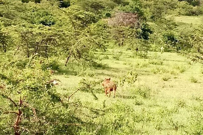 5-Day Crescent Island, HellS Gate, Naivasha, Amboseli National Park - The Sum Up: Who Is This Tour Best For?