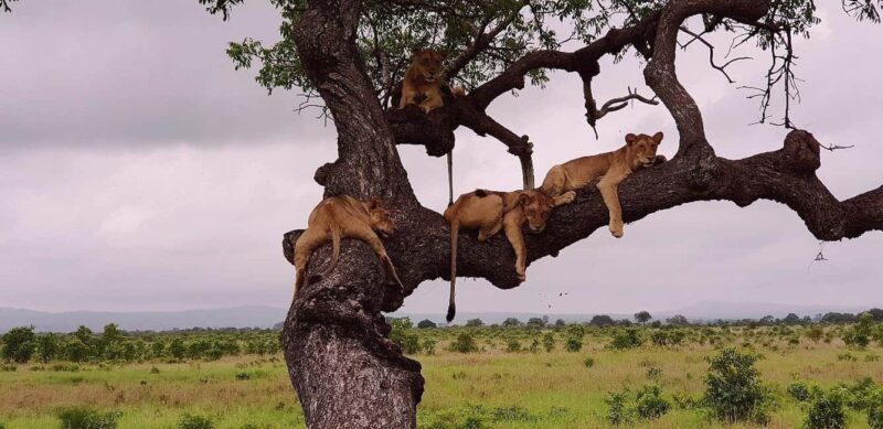 5-day cultural safari Mikumi & Nyerere National Parks - Practical Tips for Travelers