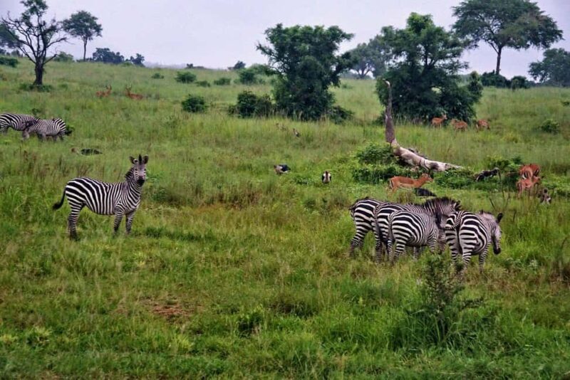 5-Day Culture and Nature Safari in Mikumi & Nyerere - Who Should Consider This Tour?