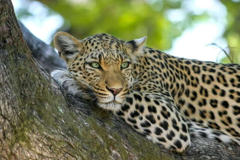 5 Day Flash Tour of Sri Lanka Cover 5 Land Marks! - Additional Experiences and Highlights