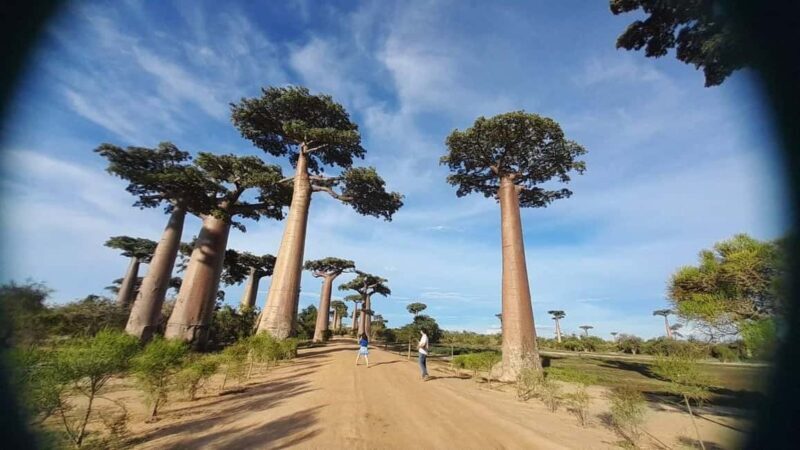 5-Day from Tana: Tsiribihina River Canoe & Baobab avenue - A Closer Look at the 5-Day Adventure