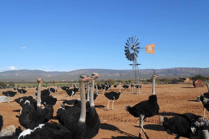 5 Day Garden Route and Addo Safari - Best of South Africa Small Group Tour - Key Points