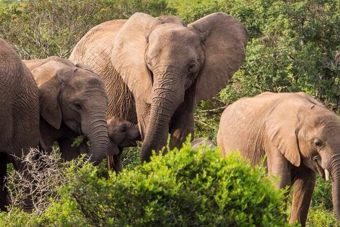 5 Day Garden Route and Addo Safari - Best of South Africa Small Group Tour - Final Thoughts