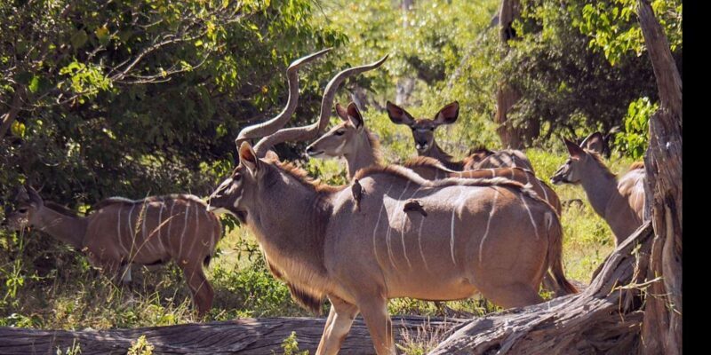 5 Day Garden Route Private Safari from Cape Town - FAQ