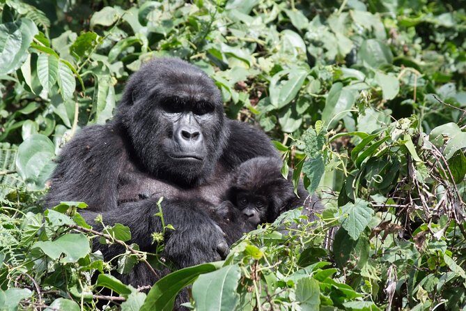 5 Day Gorillas and White Water Rafting Uganda Safari Adventure - Key Points