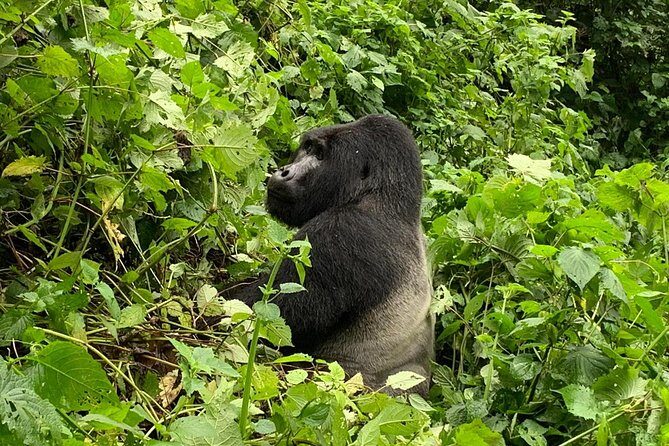5 Day Gorillas, Wildlife and Kalinzu Forest Chimp Trek - In-Depth Analysis of the Itinerary
