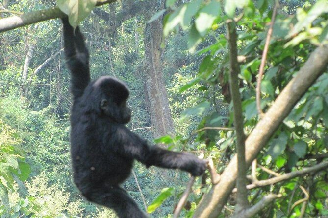 5 Day Gorillas, Wildlife and Kalinzu Forest Chimp Trek - FAQ