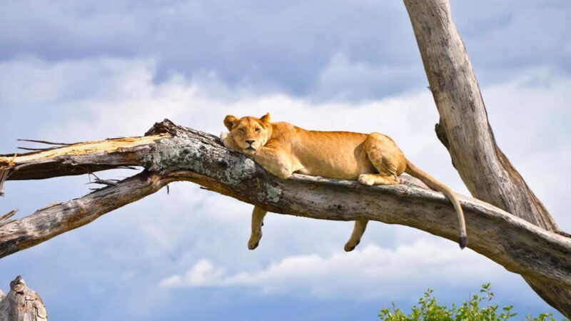 5-Day Group Safari Tarangire, Serengeti, Ngorongoro, Manyara - An In-Depth Look at the Safari Experience