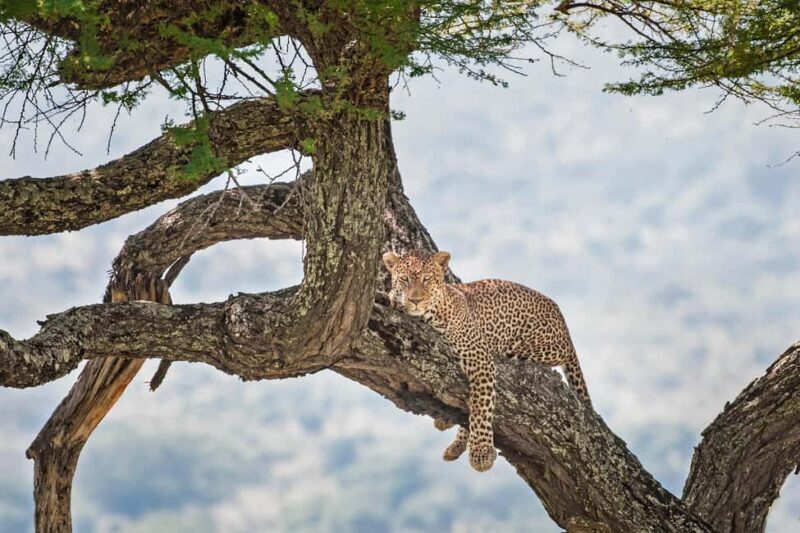 5-Day Group Safari Tarangire, Serengeti, Ngorongoro, Manyara - Authentic Experience: What You’ll Remember