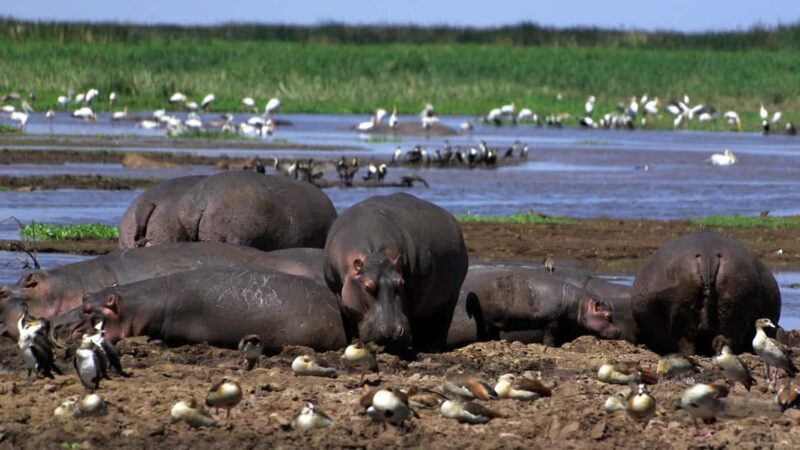 5 Day Kenya Adventure Safari Package - Key Points