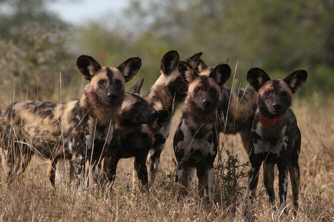 5 Day Kingdom of eSwatini, Kruger National Park & Panorama Route - Transitioning into South Africa: Cultural and Wildlife Highlights