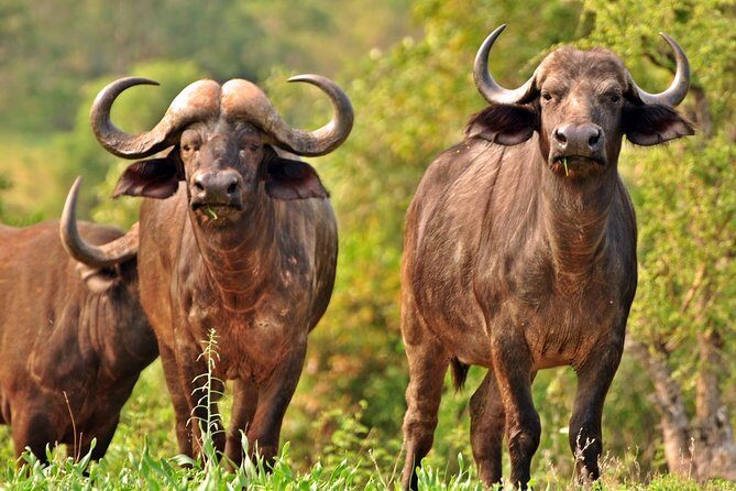 5 Day Kruger National Park and Panorama Route Safari - In-Depth Look at the Itinerary